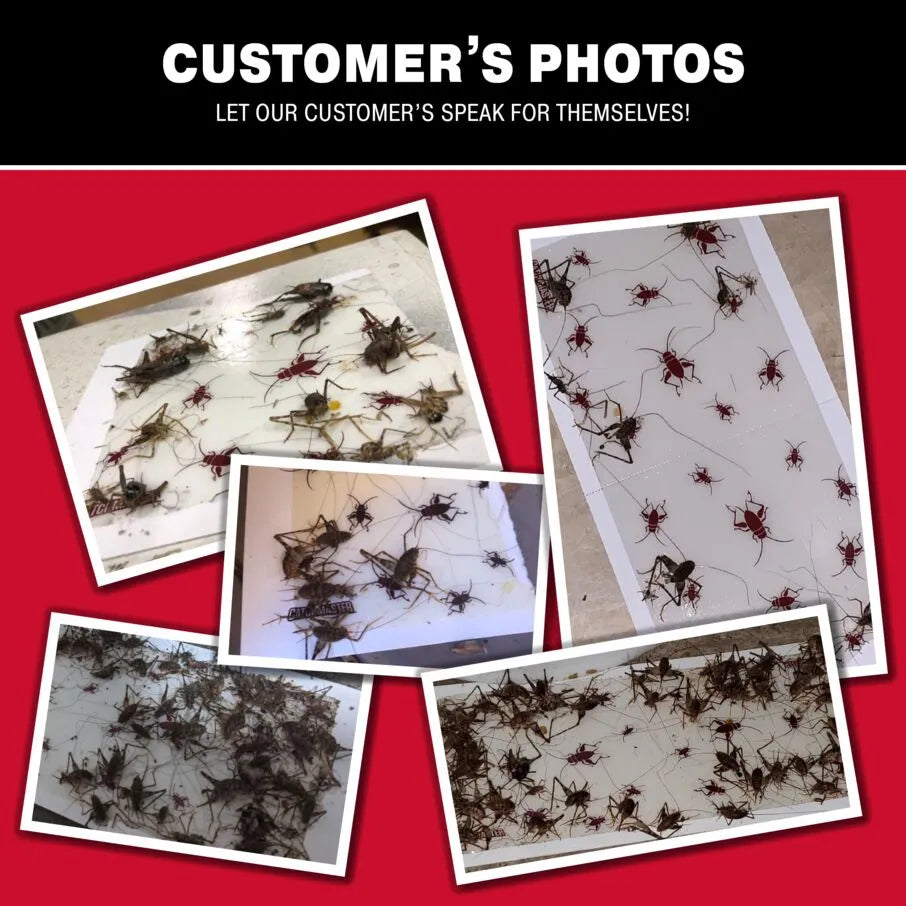 Cricket XL Glue Board Traps