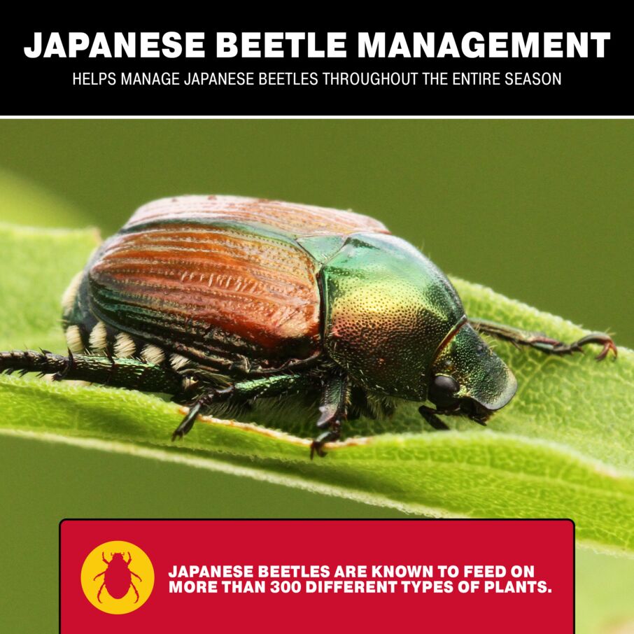 Catchmaster Japanese Beetle Hanging Trap – Dual Lure System