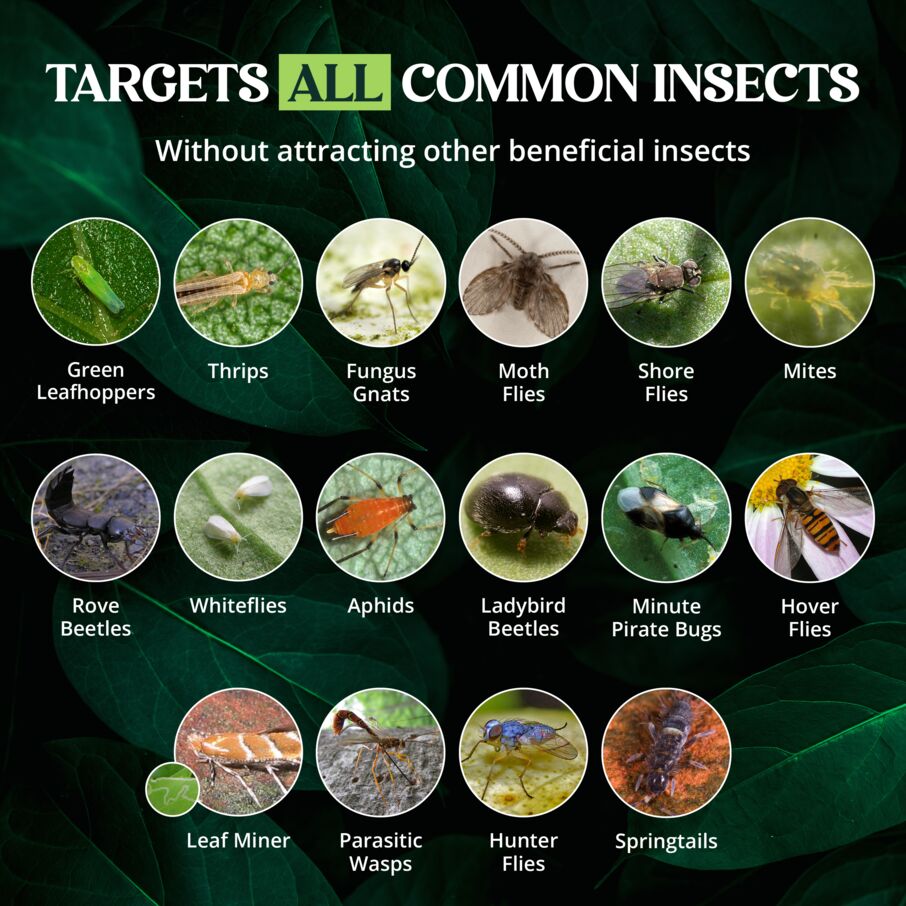 72 Count Catchmaster Blue Sticky Insect Traps – Double-Sided 3×5"