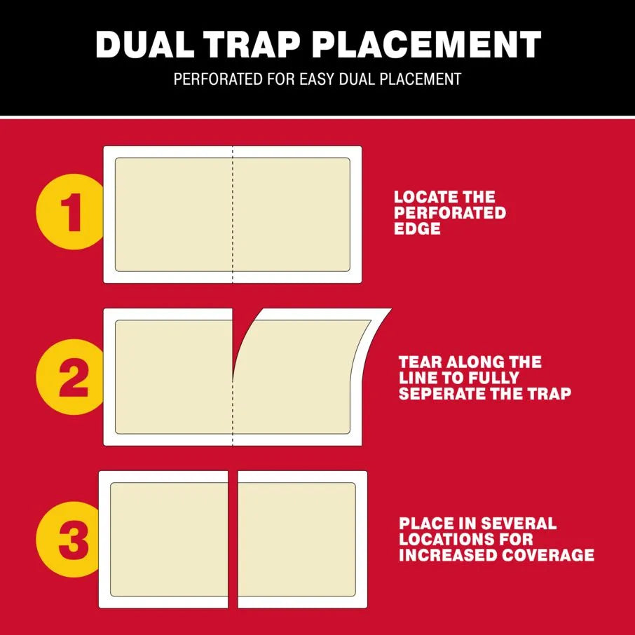 Brown Recluse Spider Glue Traps