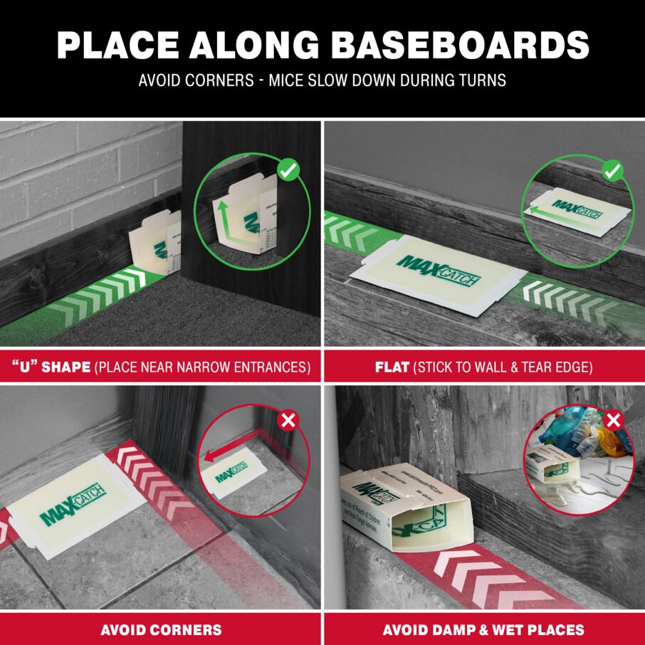 Max-Catch Glue Traps – Sticky Mouse Traps & Glue Boards for Mice, Rats & Roaches Catchmaster
