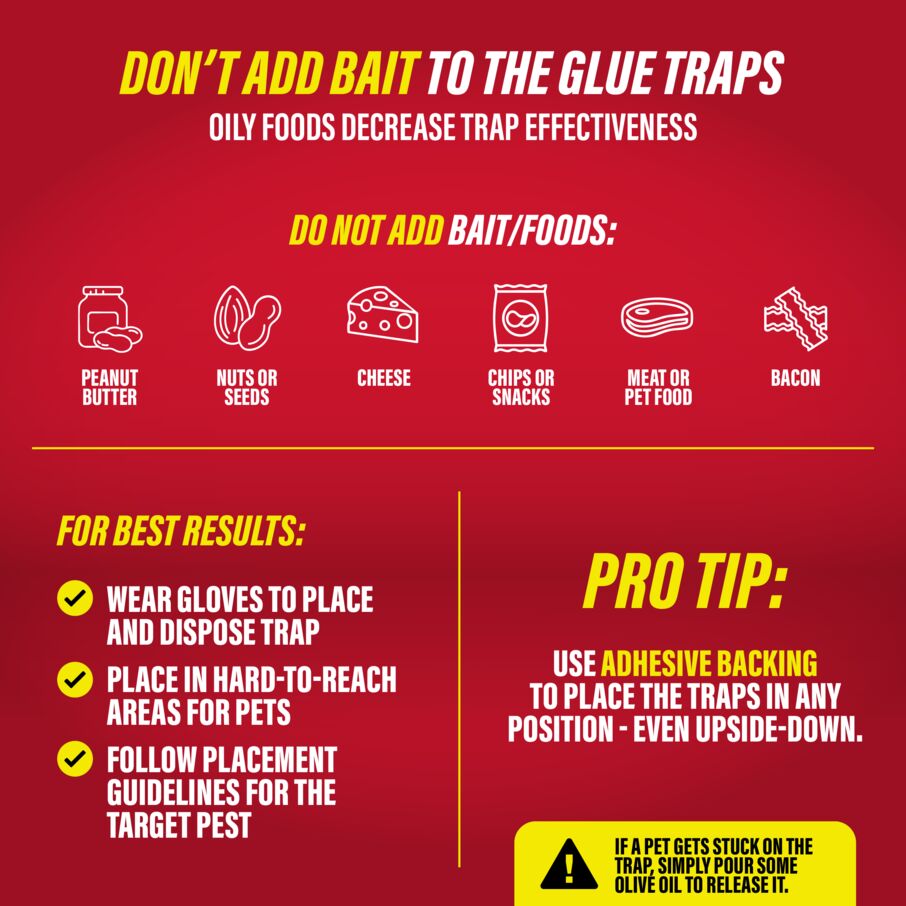 Catchmaster brown recluse spider glue traps — effective pest control for catching spiders indoors