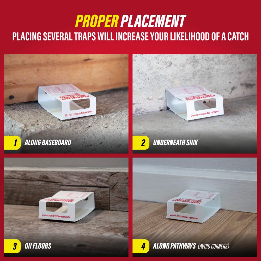 Catchmaster brown recluse spider glue traps for effective pest control placement tips