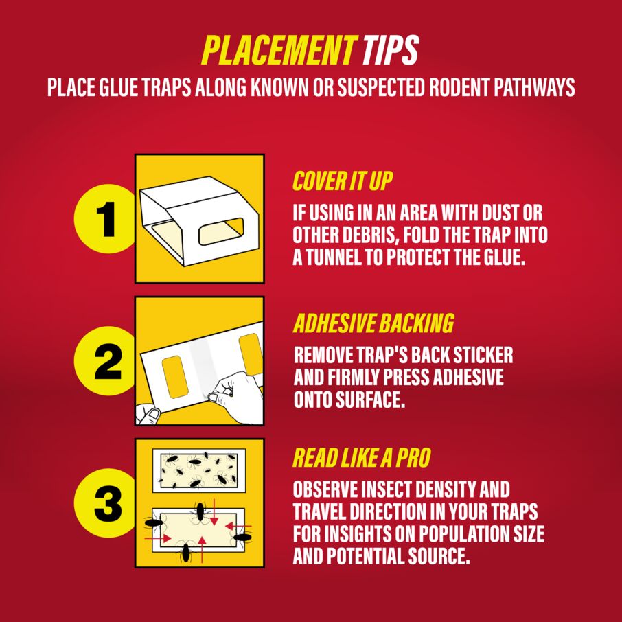 Catchmaster brown recluse spider glue traps with placement tips for effective use against spiders