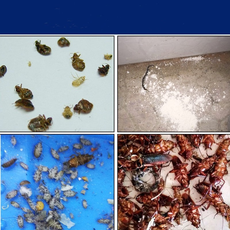 Effective Chinese cockroach powder shown with various cockroach types for pest control solutions