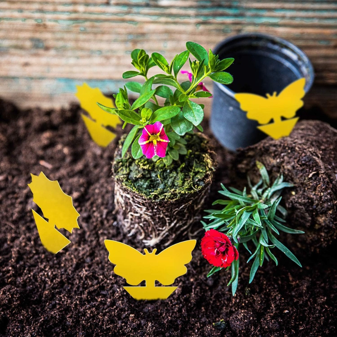 SHINEBOXX fly and fruit fly trap with yellow sticky cards designed for effective pest control in gardens