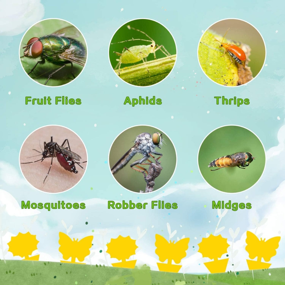 SHINEBOXX fly and fruit fly trap featuring various pests including fruit flies and mosquitoes