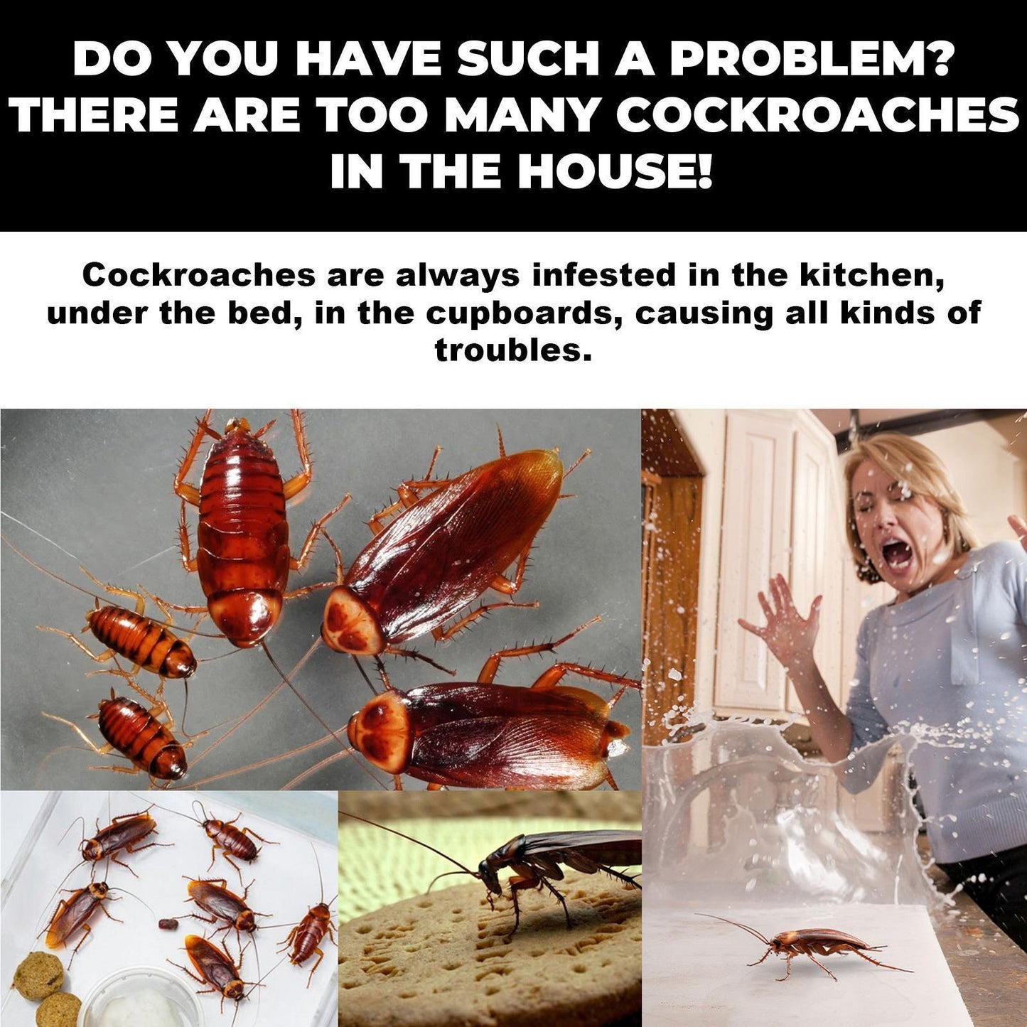 SHINEBOX Quick Catch Cockroach killer for effective pest control in your home