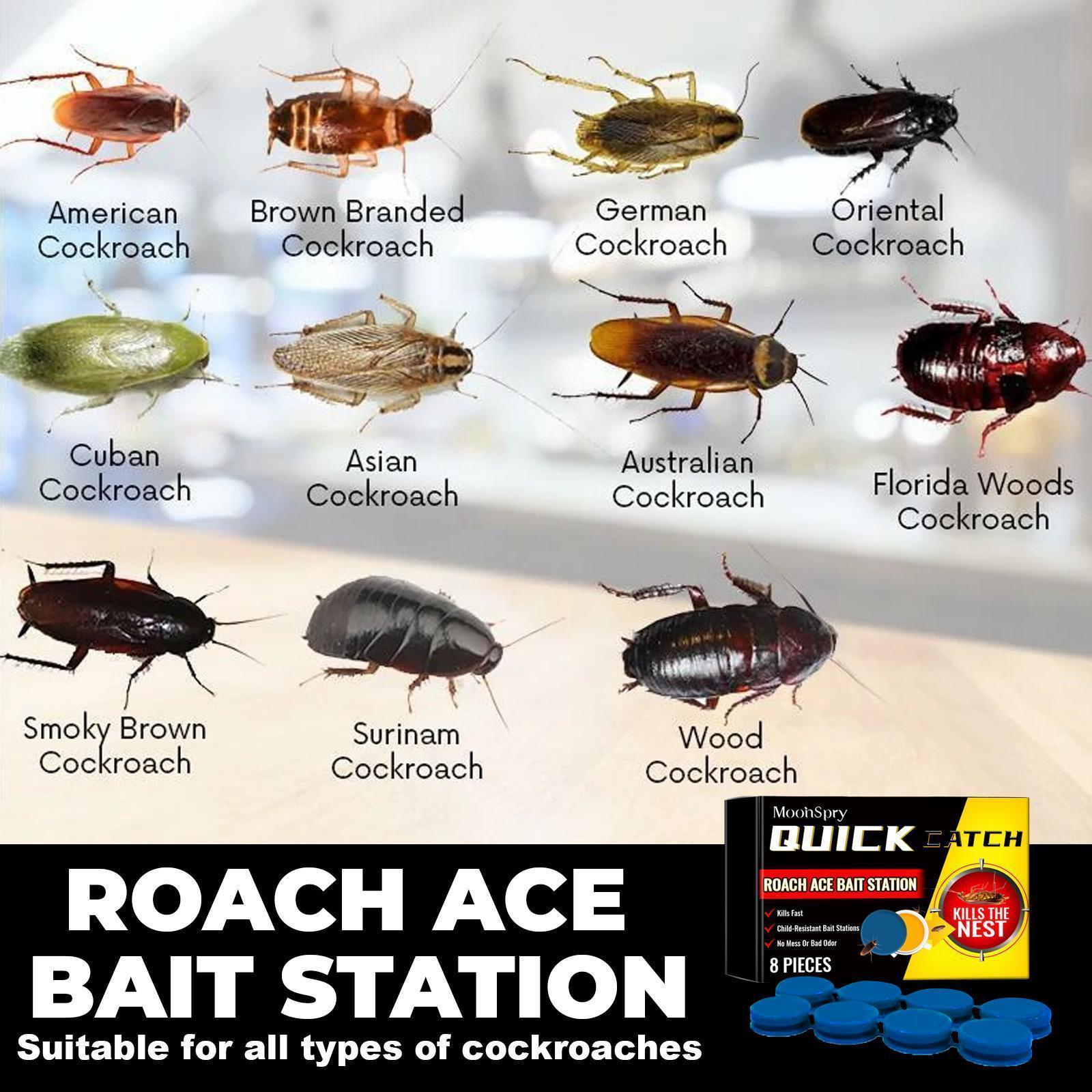 Quick Catch Cockroach killer image showing various cockroach species and bait station from SHINEBOX