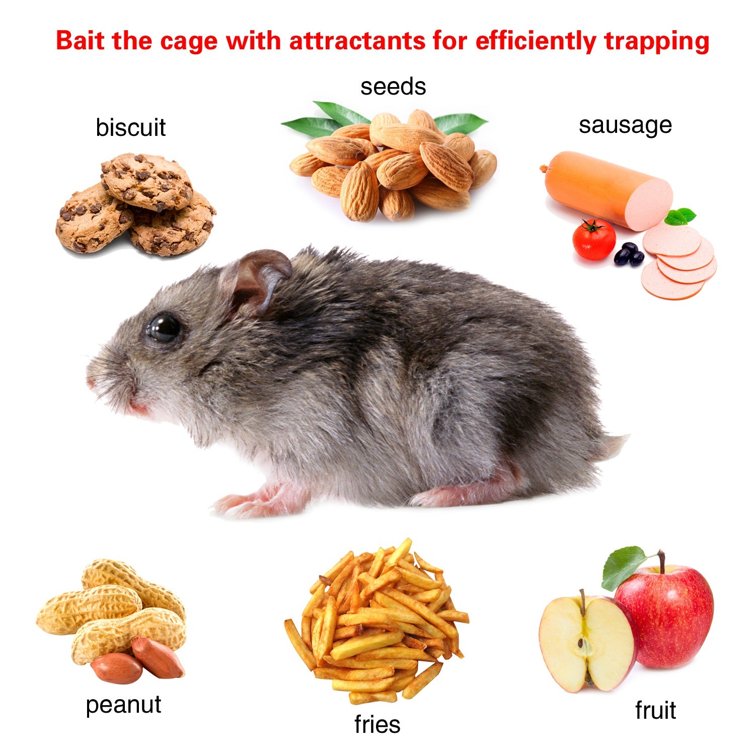Rodent rat trap baited with various attractants like seeds, biscuits, and fruit for effective trapping